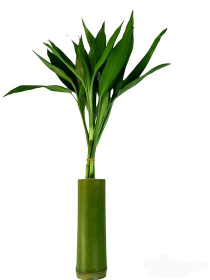Hastes De Bambu Da Sorte Natural Com 5 Hastes 40cm+1 Vaso Menor preço em Hastes De Bambu Da Sorte Natural Com 5 Hastes 40cm+1 Vaso