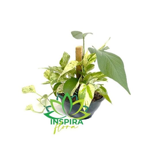 Imagem de Jiboia Variegata Epipremnum Pinnatum Verde Com Estaca