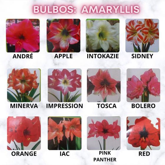 Kit 10 Bulbos De Flores Amarílis Naturais Sortidos Jardinagem é boa?
