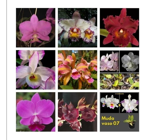 Imagem de Kit 10 Cattleya E Orquidea Variadas - Ofertas Especial - 01