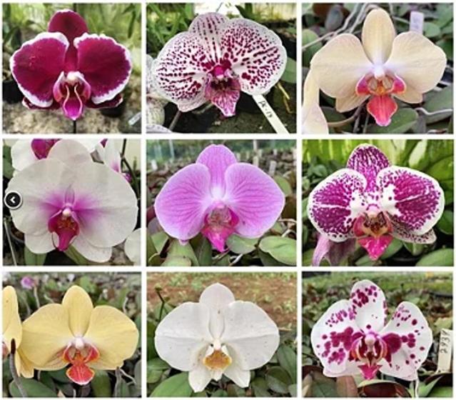 Imagem de Kit 10 Mudas de Phalaeonopsis