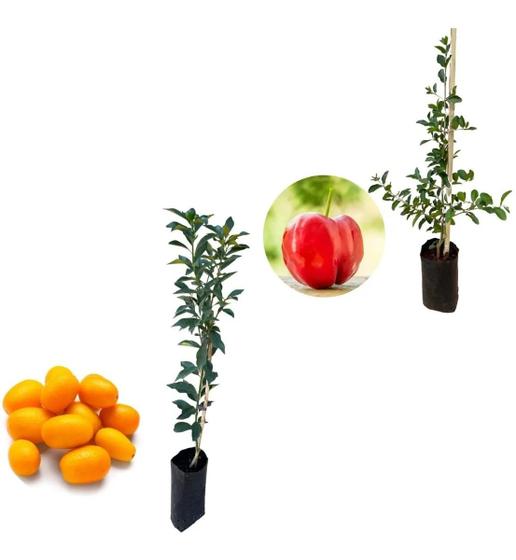 Imagem de Kit 2 Mudas - 1 Acerola Doce + 1 Laranja Kinkan