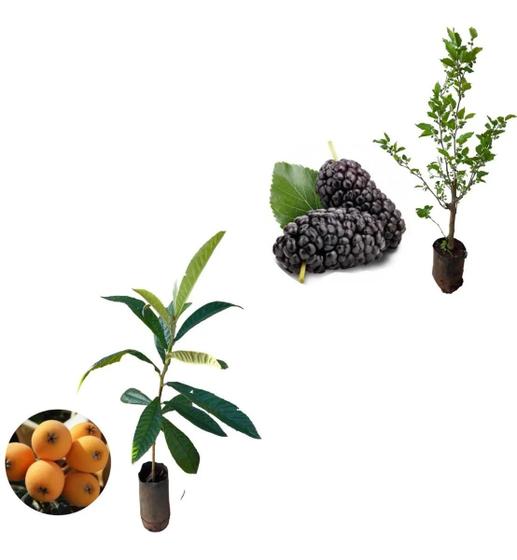 Kit 2 Mudas 1 Nêspera Gigante 1 Amora Italiana Gigante Amk Jardinagem E Paisagismo 7728