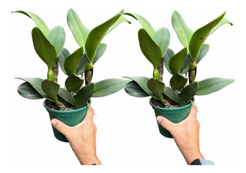 Imagem de Kit 2 Orquídeas Cattleyas Especial Apta Afloração Fotos Real