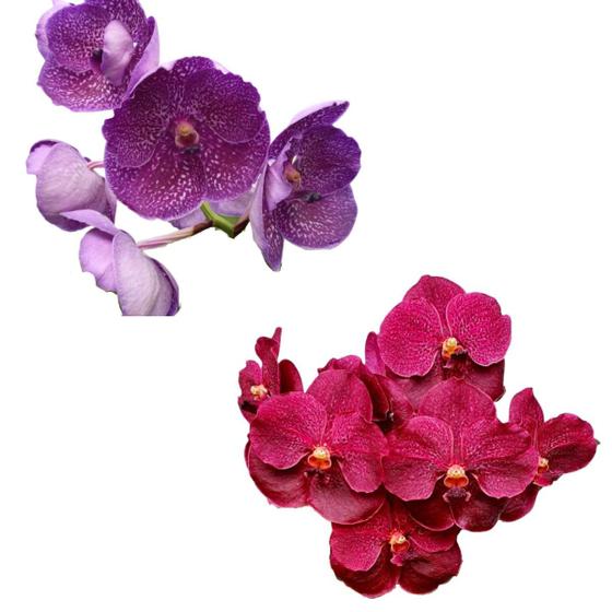 Imagem de Kit - 2 Orquídeas Vandas Adultas