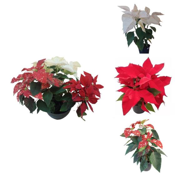 Imagem de Kit 3 Flor Do Natal Poinsetias Branca Vermelha Red Glitter Decoração Natalina Festividades Ano Novo Varias Cores