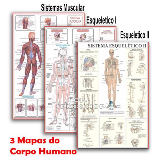 Imagem de Kit 3 Mapas -1  Sistema Muscular - 1 Esquelético 1 - 1 Esquelético 2 - 120 x 90cm