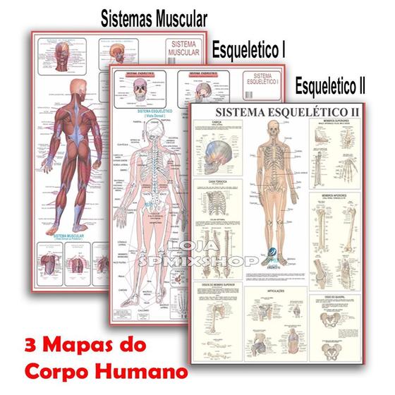 Imagem de Kit 3 Mapas - Sistema Muscular - Esquelético 1 - Esquelético 2 - 120x90cmv