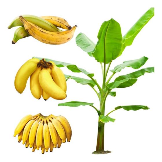 Imagem de Kit 3 Muda De Banana Maçã Ouro Terra Pronta Entrega Envio Imediato Pronta entrega