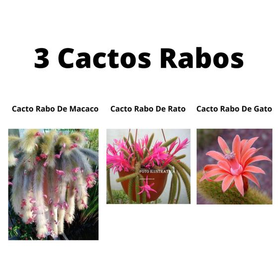 Imagem de Kit 3 Mudas Cacto Rabo Macaco Rato E Gato Top Para Coleção