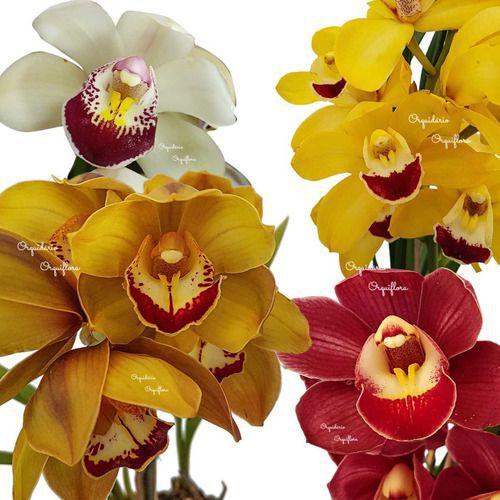 Imagem de Kit 3 Orquídeas Cymbidium Mistas Plantas Adultas