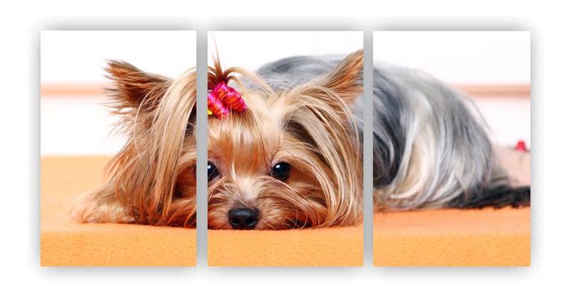 Imagem de Kit 3 quadros decorativos Yorkshire cachorro pet dog mdf A4