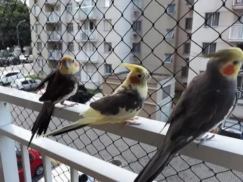 Imagem de Kit  4.00x5.00  De Tela E  Redes De Proteção Malha 3x3 Para Gatos e Calopsita