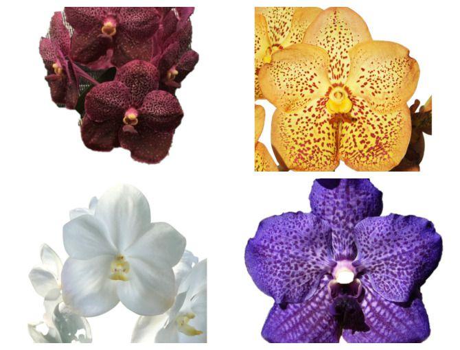 Imagem de Kit - 4 Mudas De Orquídeas Vanda