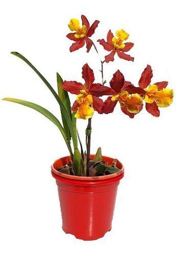 Imagem de Kit 5 Orquídeas Oncidium Misto E Afins.