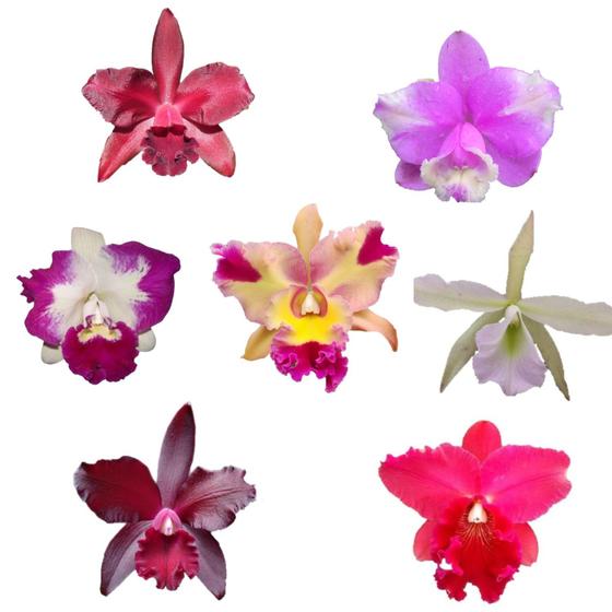 Imagem de Kit - 7 Orquídeas Cattleya