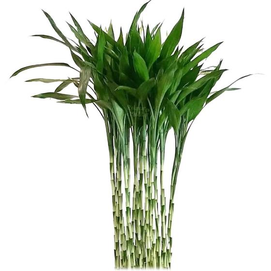 Imagem de Kit com 12 Hastes de Bambu da Sorte (Extra Grande)