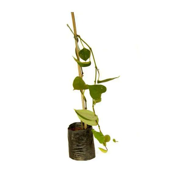 Imagem de Kit Com 2 Mudas De Pimenta Do Reino