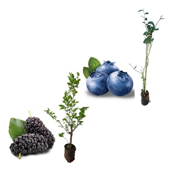 Imagem de Kit Com 2 Mudas - Mirtilo Blueberry / Amora Italiana Gigante