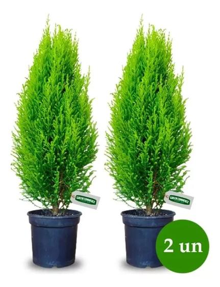 Kit com 2 un tuia holandesa limão Pinheiro de natal Menor preço em Kit com 2 un tuia holandesa limão Pinheiro de natal