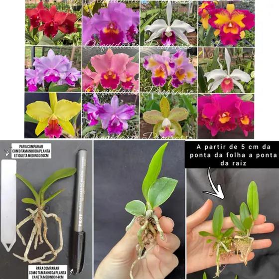 Imagem de Kit com 30 mudas de orquídeas sem repetilção Para Replantar