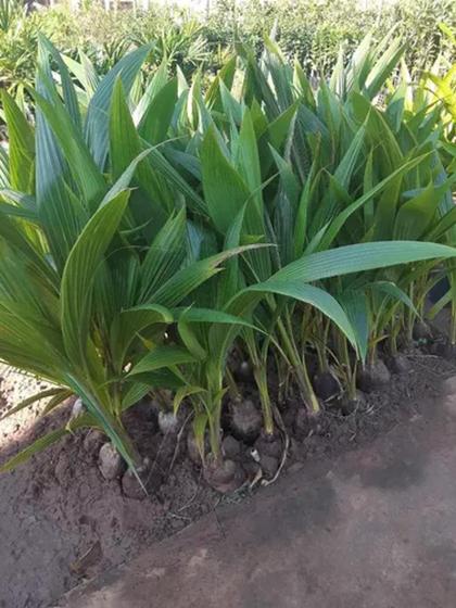 Imagem de Kit Com 4 Mudas De Coco Anão