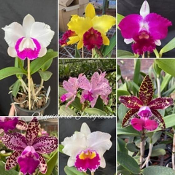 Imagem de Kit Com 5 Mudas De Orquídea Cattleya Cores Lindas