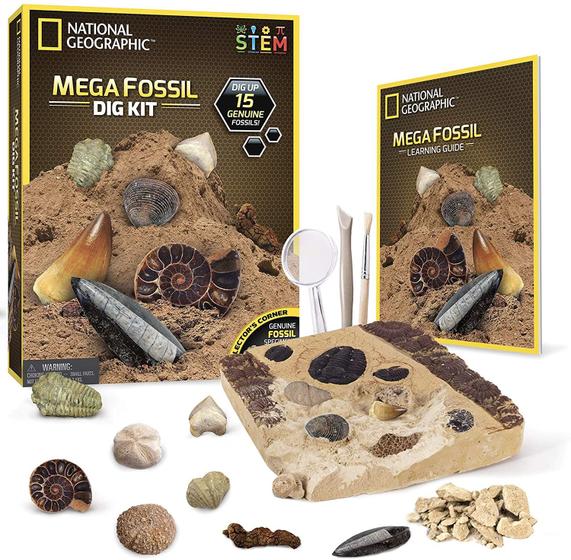 Imagem de Kit de Escavação de Fósseis - 15 fósseis reais incluindo ossos de dinossauro & dentes de tubarão