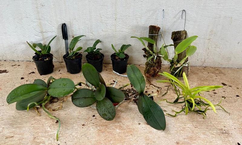 Imagem de Kit II Mudas de Orquídeas Variadas