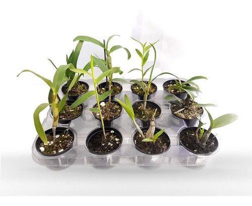 Imagem de Kit Mudas De Orquídeas Mista 36 Unidades Diversas Super  Plantas Naturais Raras