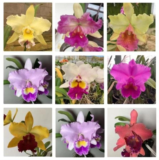 Imagem de KIT orquídeas cattleyas pre adultas identificadas