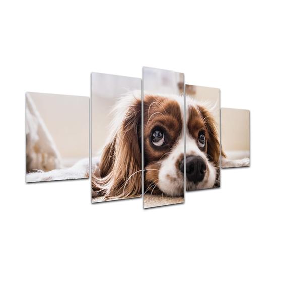 Imagem de Kit Placa Quadro Decorativos 5 pç 3D Borda infinita Cachorro