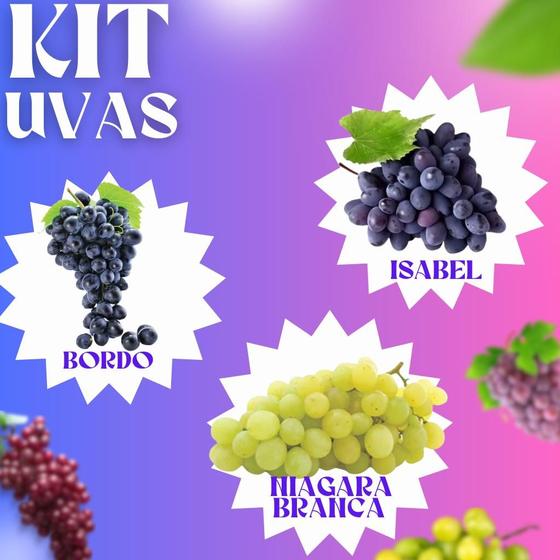 Imagem de Kit Uvas - Uva Bordo, Isabel, Niagara Rosa