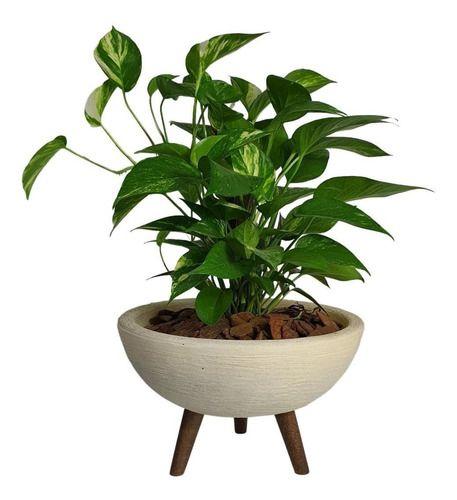 Kit Vaso Bacia Com Muda De Jibóia Com Substrato Decorativo  é boa?