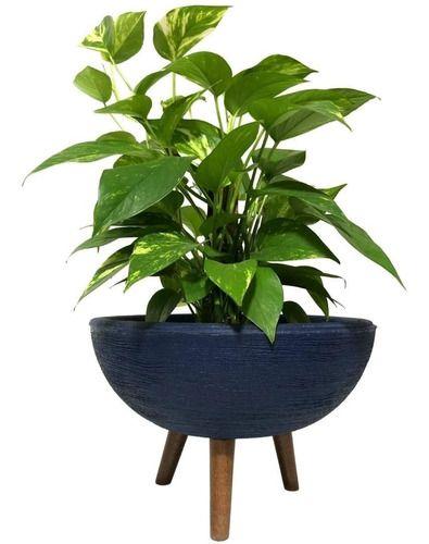 Imagem de Kit Vaso Bacia Com Muda De Jibóia Com Substrato Decorativo 