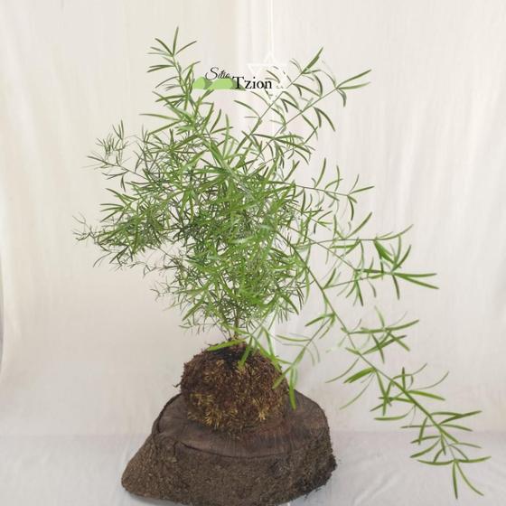 Imagem de Kokedama Aspargo Alfinete - Arranjo Decoração Natural Para Interior E Exterior