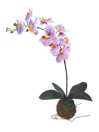 Kokedama De Orquídea Branca E Lilás Arranjo Flor Artificial - Flordecorar -  Plantas Artificiais - Magazine Luiza
