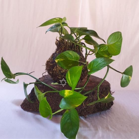 Imagem de Kokedama Planta Jiboia Verde - Arranjo Para Decoração Natural