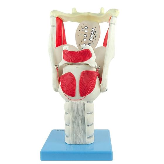 Imagem de Laringe Funcional Ampliada 3x, Anatomia