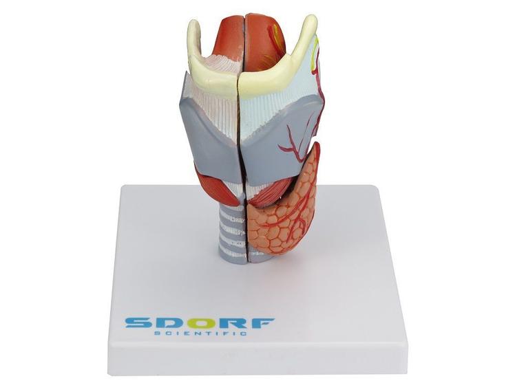 Imagem de Laringe Humana em Tamanho real com Cartilagem em 5 partes