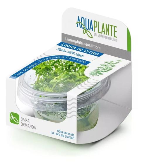 Imagem de Limnophila Sessiliflora - Pinheirinho (in Vitro) Aquaplante