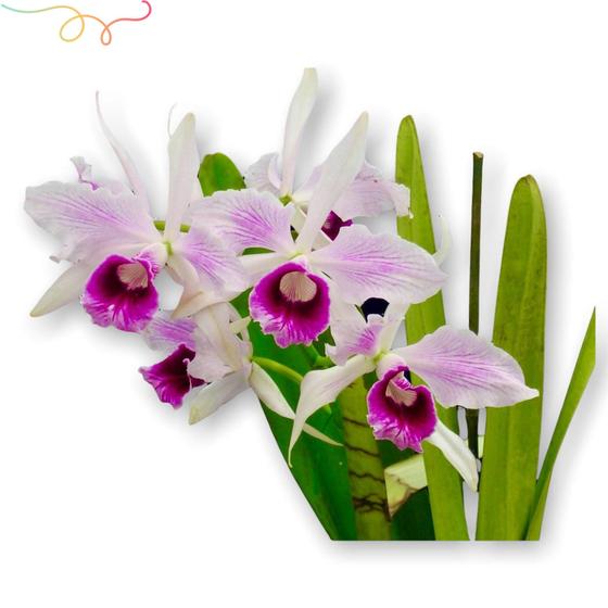 Imagem de Linda Orquídea Grande Cattleya Purpurata Planta Inteira