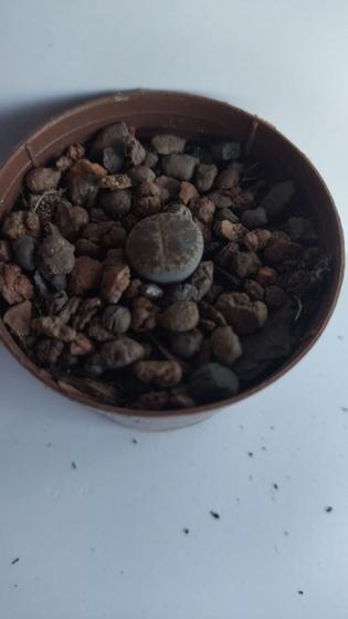 Imagem de Lithops, Pedra Viva