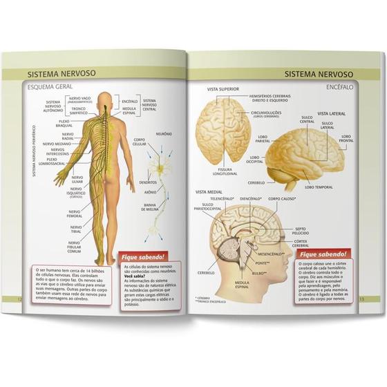 Imagem de Livro atlas corpo humano ilustrado 32pg ciranda