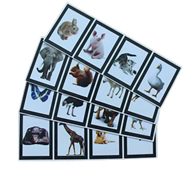 Mágica Animental Magic Up (Mágica Com Animais) Imagem de Mágica Animental Magic Up (Mágica Com Animais)