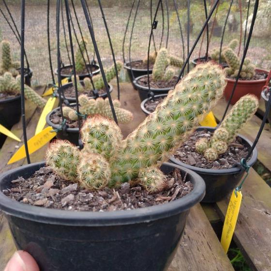 Mammillaria Elongata (cacto dedo de moça ) - Orquidário - Rasteirinha  Feminina - Magazine Luiza