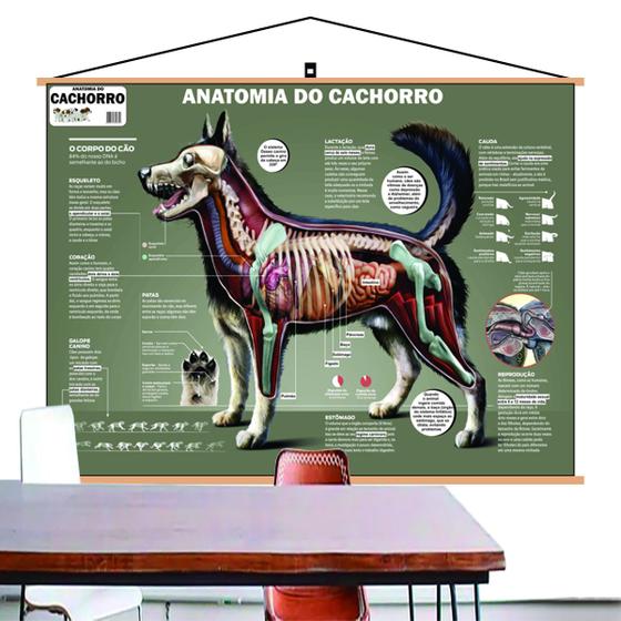 Imagem de Mapa Anatomia Cachorro Cão Pet Veterinario Banner 110x80 Cm