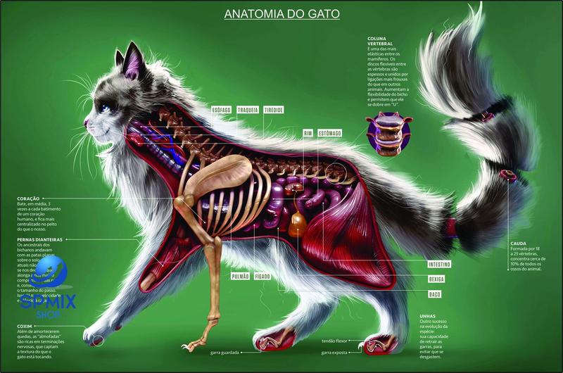 Imagem de Mapa Anatomia Gato Pet Veterinário Sistemas 110 X 80 Cm - ENROLADO