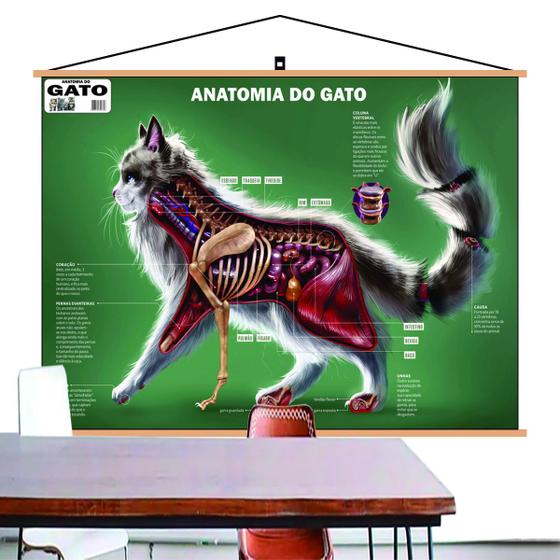 Imagem de Mapa Anatomia Gato Veterinário Sistemas Banner Laminado