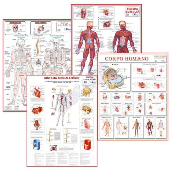 Imagem de Mapa Anatomia Humana Corpo Muscular Circulatório Esquelético